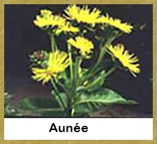 La Plante : Aunée - 